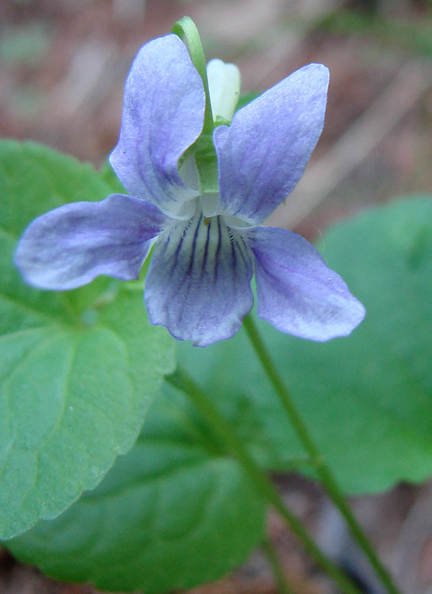 Изображение особи Viola mauritii.