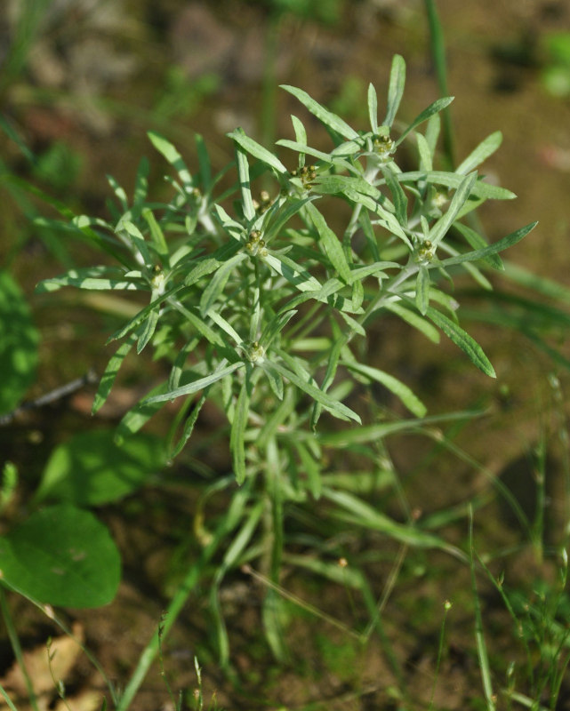 Изображение особи Gnaphalium uliginosum.