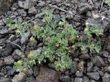 Medicago rigidula. Плодоносящее растение на щебнистой осыпи. Азербайджан, Талышские горы, Лерикский район, окрестности с. Госмалян. 29.05.2013.