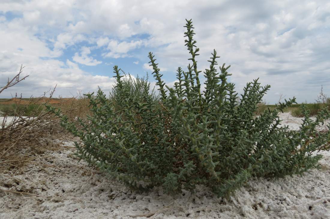 Изображение особи Kalidium foliatum.