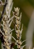 Salsola vermiculata. Верхушки сухих побегов. Израиль, Самарийская пустыня, перекрёсток Шомрони Гатов, окр. поселения Алон, каменистый склон, рудеральное местообитание. 30.01.2014.