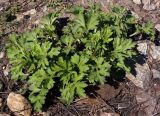 Artemisia vulgaris