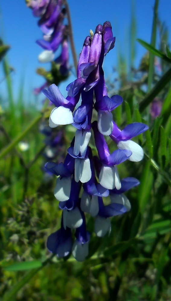 Изображение особи Vicia villosa.