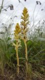 Orobanche alba форма lutescens. Цветущие растения. Ростовская обл., Мясниковский р-н, Чулекская балка. 01.06.2014.