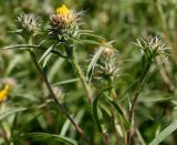 Inula ensifolia