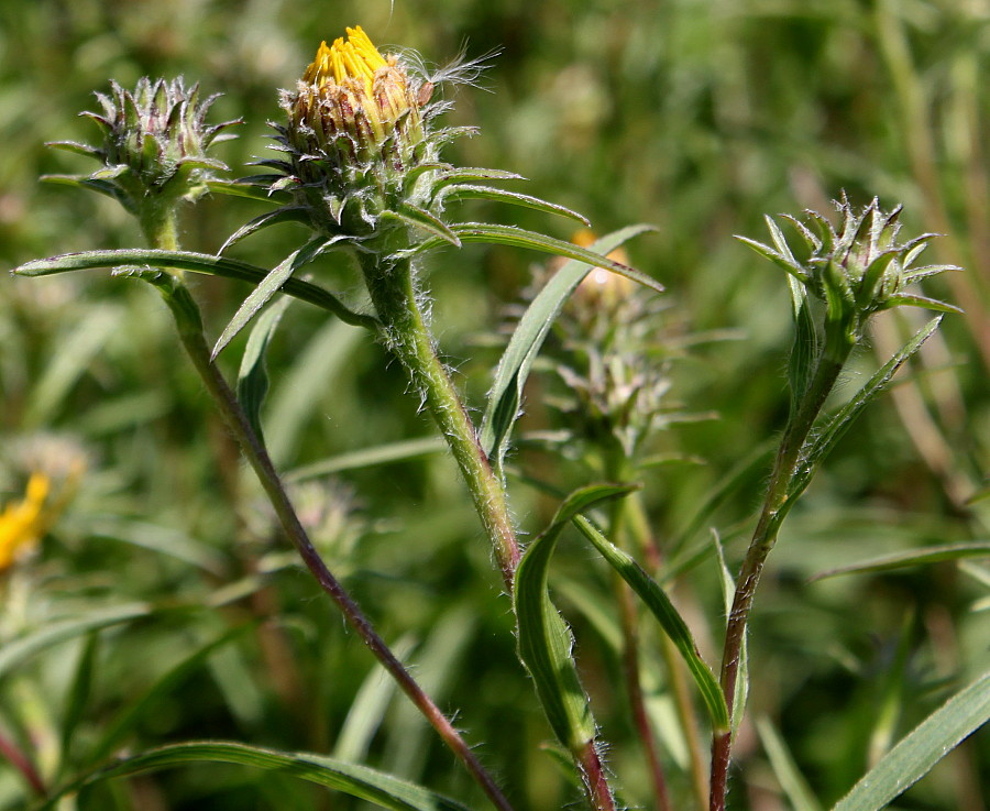 Изображение особи Inula ensifolia.