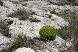 Euphorbia humilis