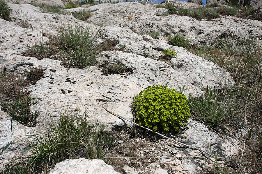 Изображение особи Euphorbia humilis.