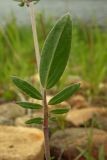 Anthyllis macrocephala