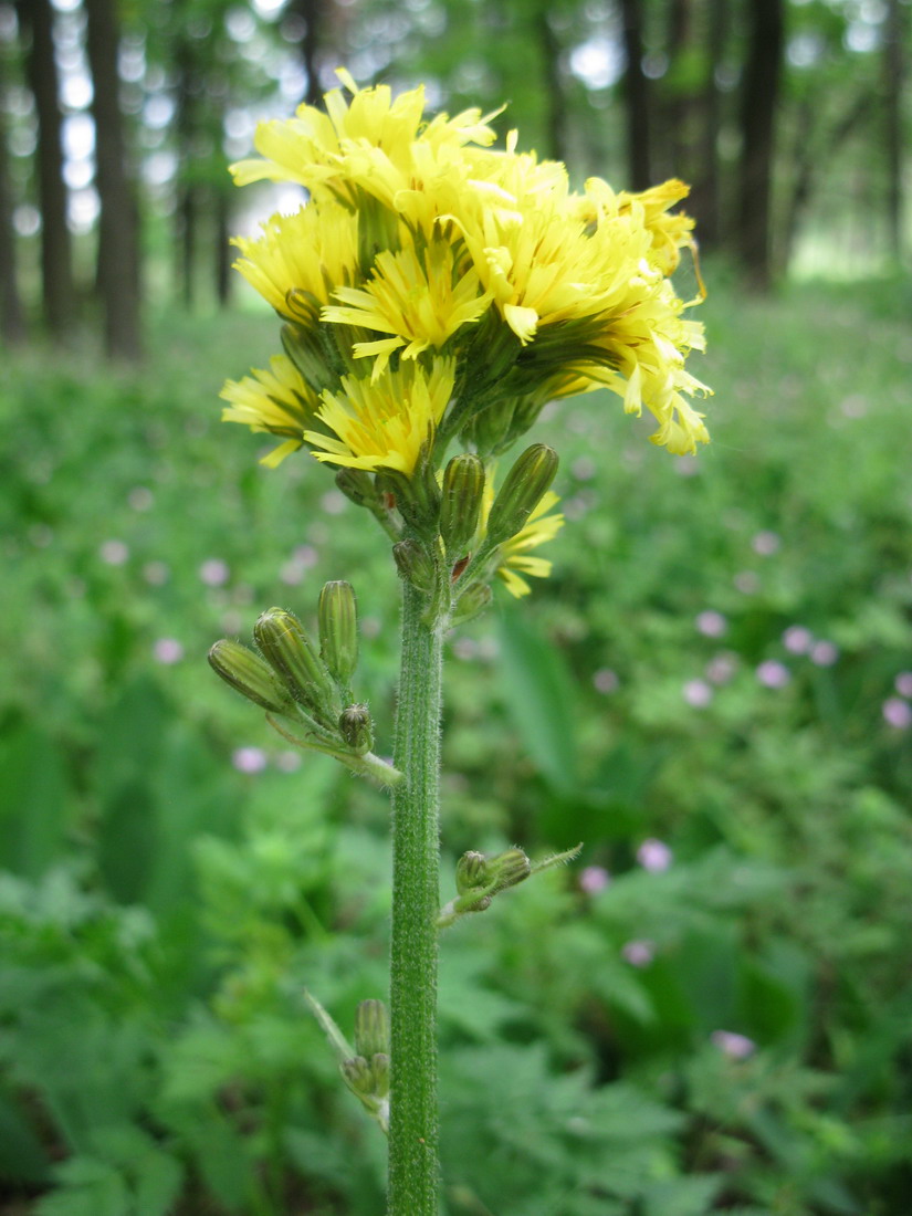 Изображение особи Crepis praemorsa.