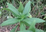 Rudbeckia bicolor