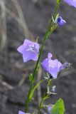 Campanula persicifolia