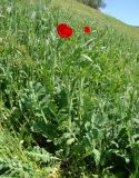 Glaucium corniculatum