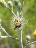 Pilosella echioides