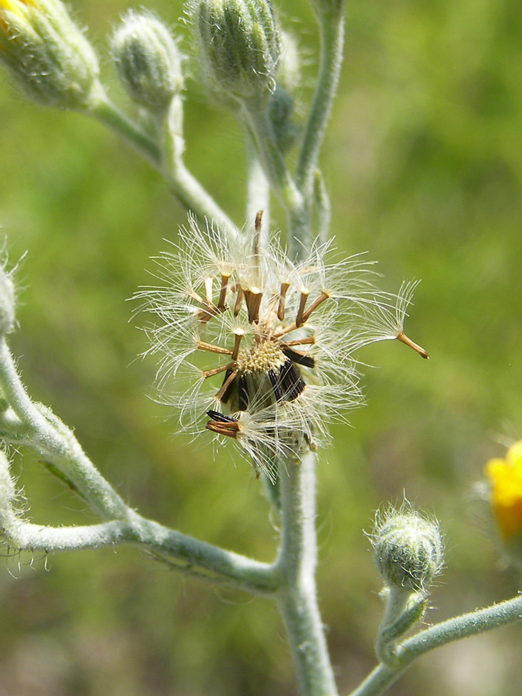 Изображение особи Pilosella echioides.