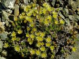 Stellaria sibirica