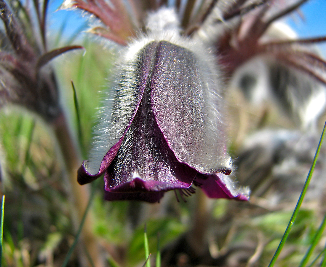 Изображение особи Pulsatilla bohemica.