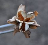 Fritillaria pallidiflora