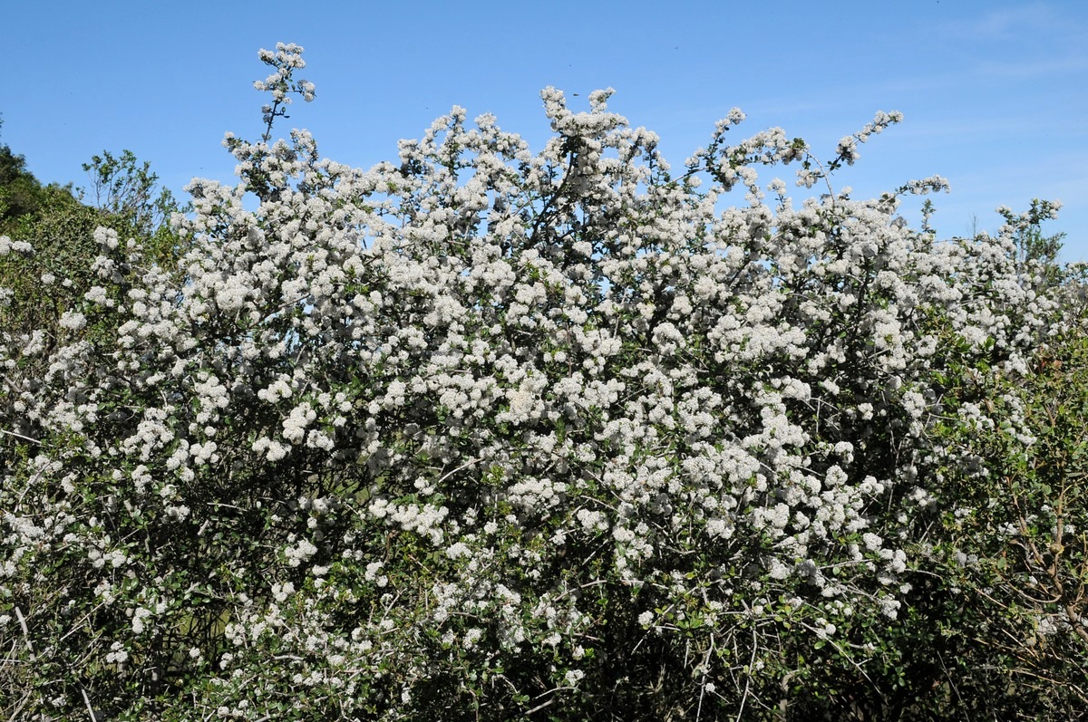 Изображение особи Ceanothus cuneatus.