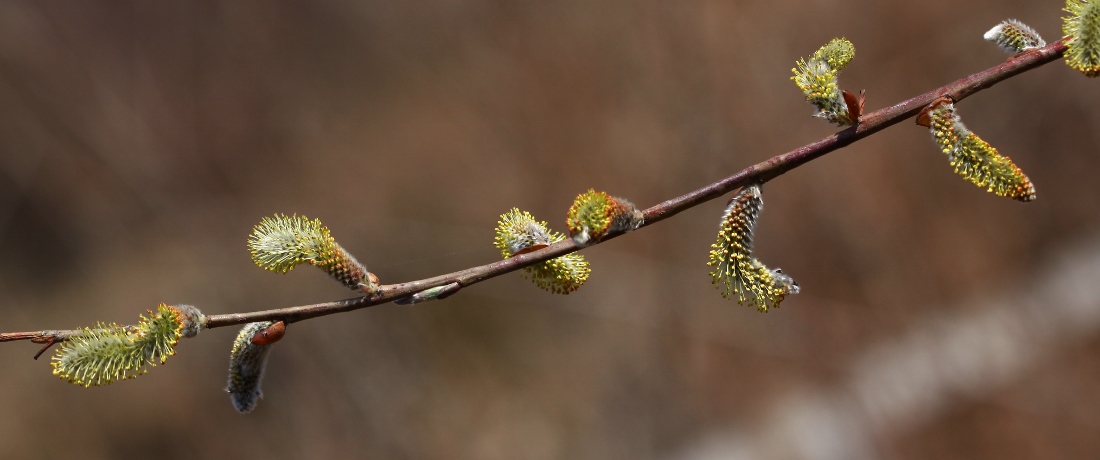 Image of Salix siuzewii specimen.