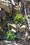 Rosularia glabra