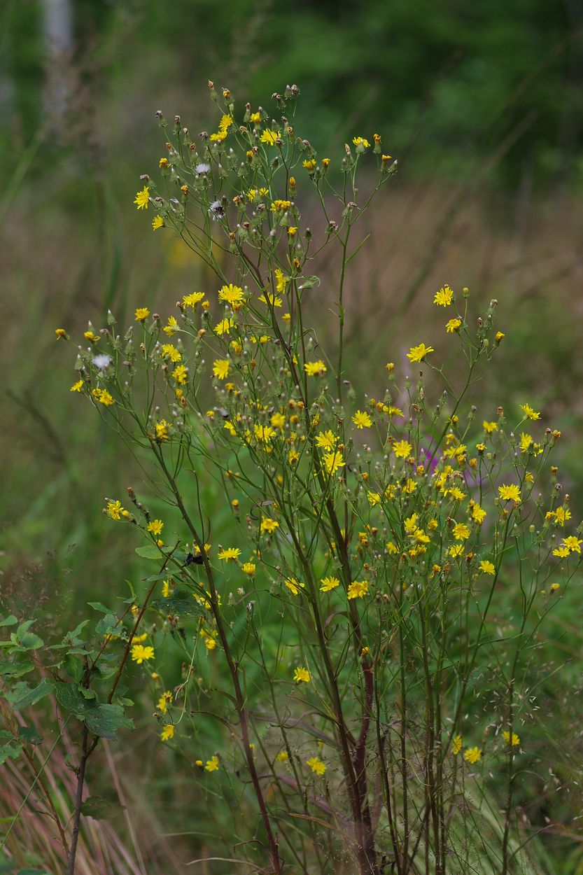 Изображение особи Crepis tectorum.