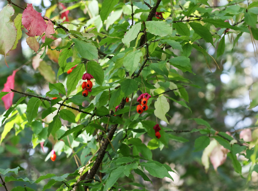 Изображение особи Euonymus verrucosus.