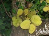 Artocarpus heterophyllus. Часть ствола с соплодиями. Австралия, северо-восточный Квинсленд, национальный парк Дейнтри, ферма экзотических фруктов. Конец сухого сезона (сезон gurreng). 03.10.2009.