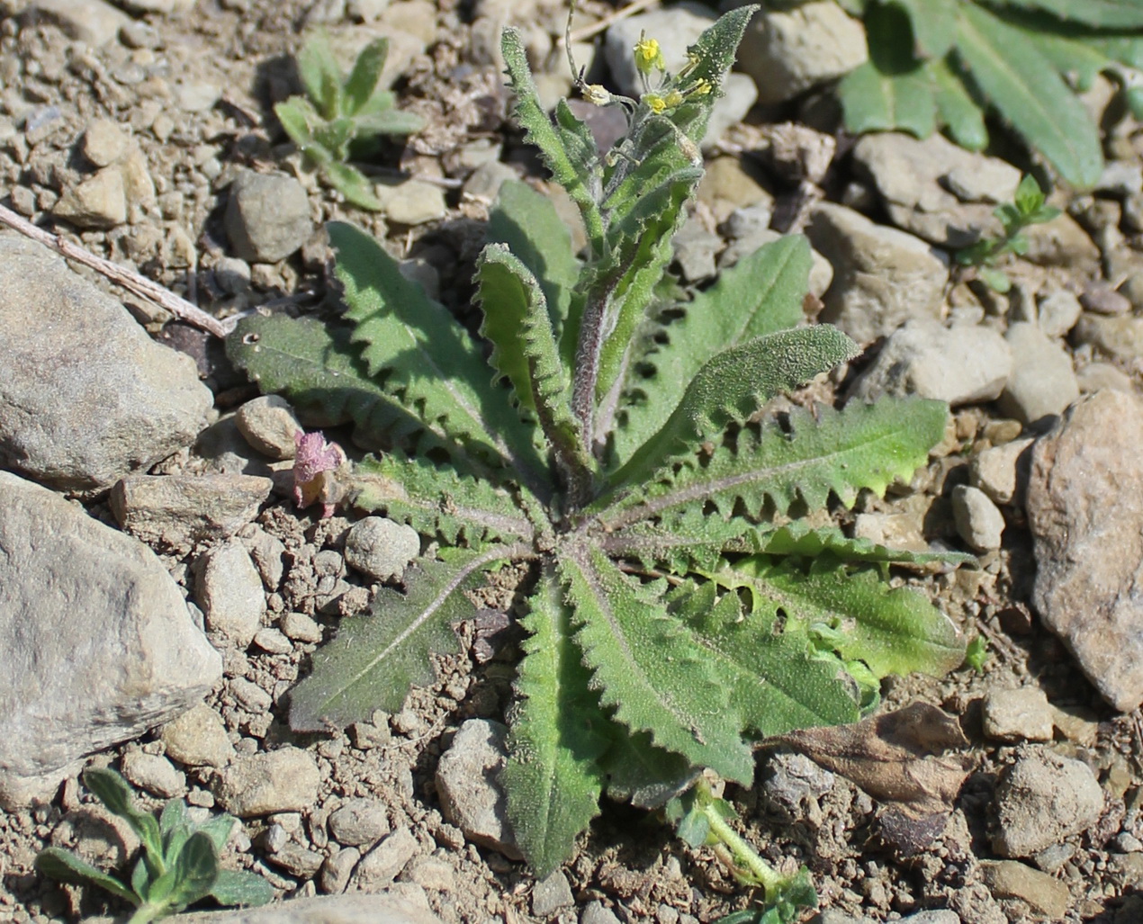 Изображение особи Arabidopsis pumila.