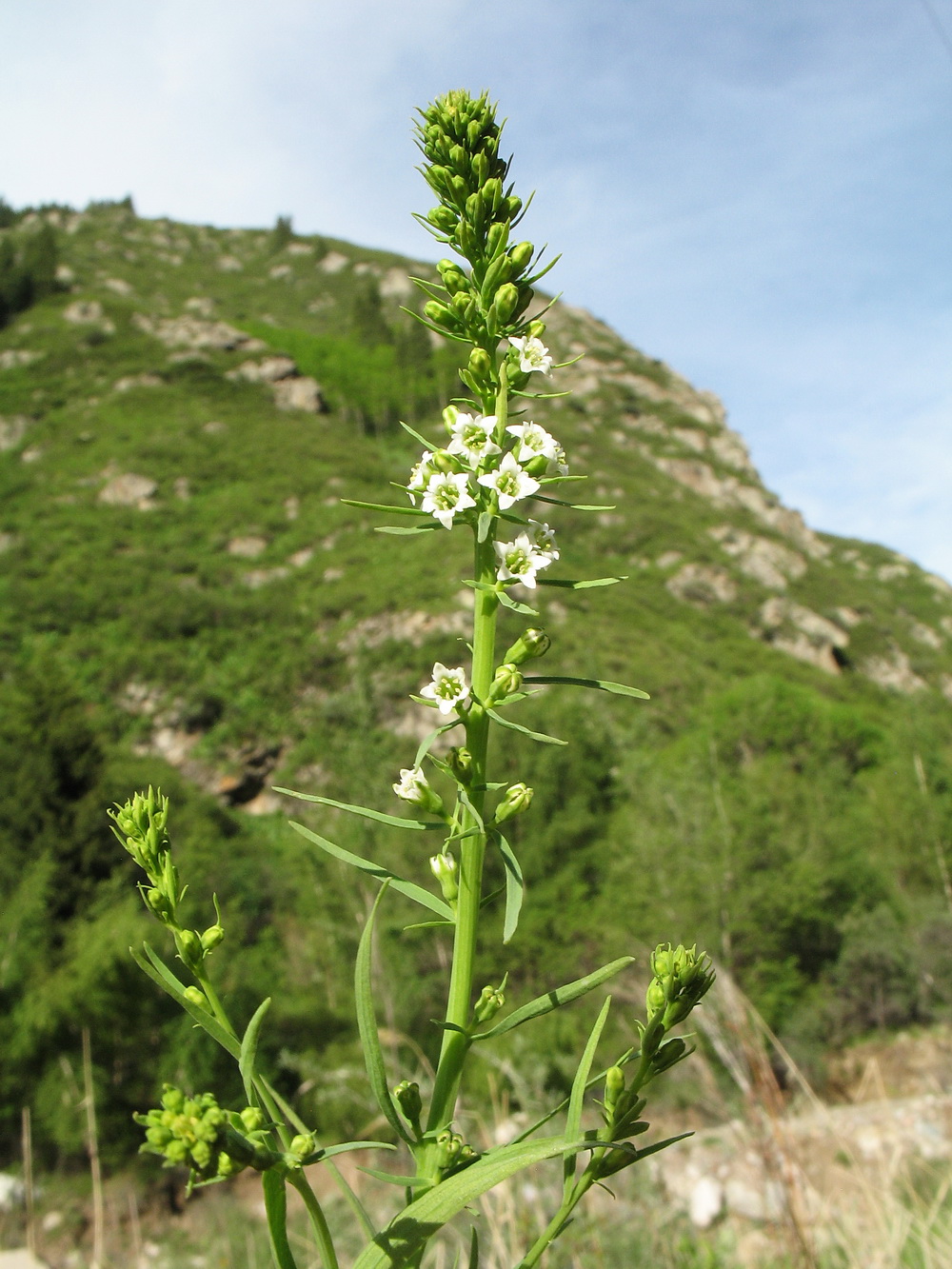 Изображение особи Thesium alatavicum.