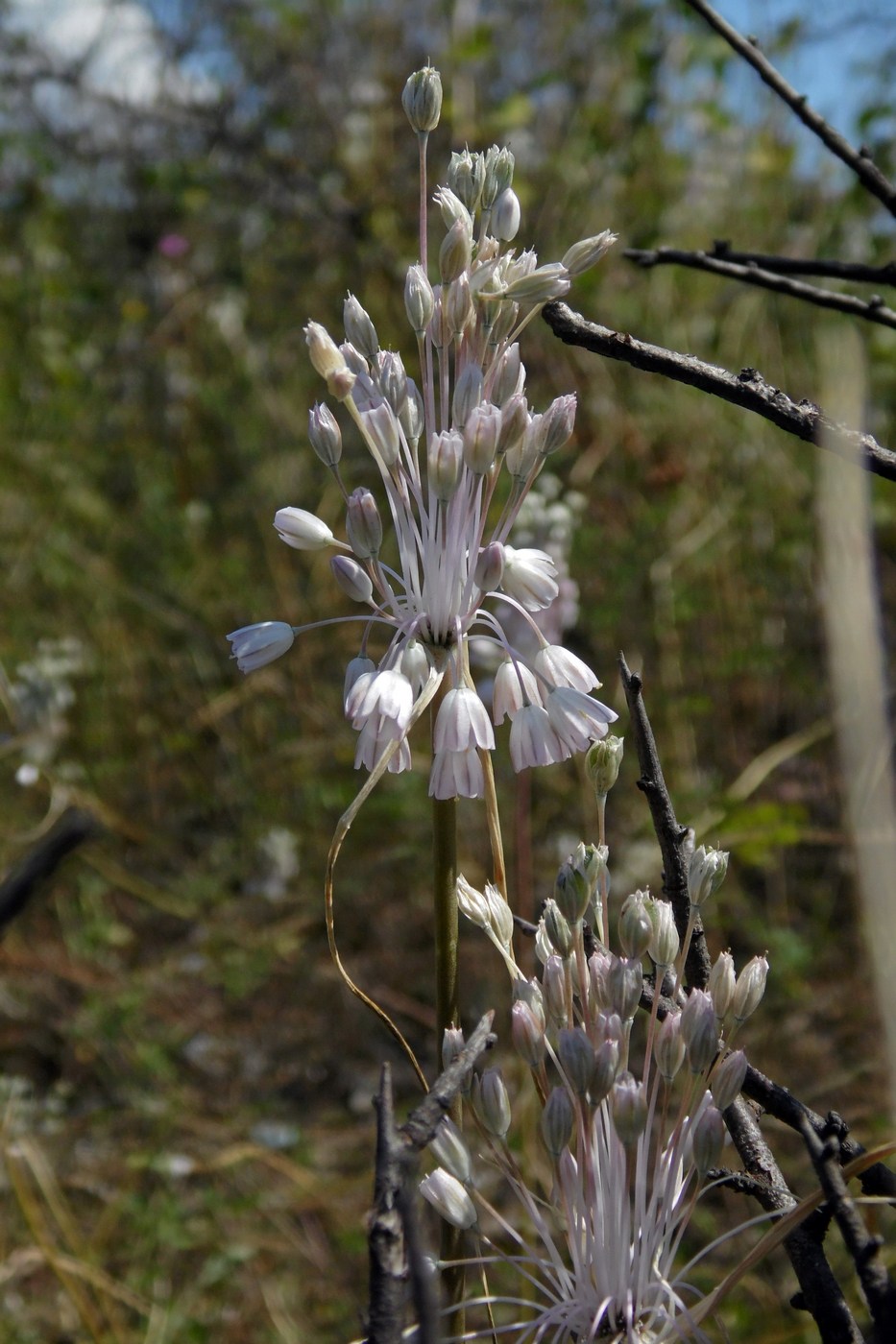 Изображение особи Allium paniculatum.