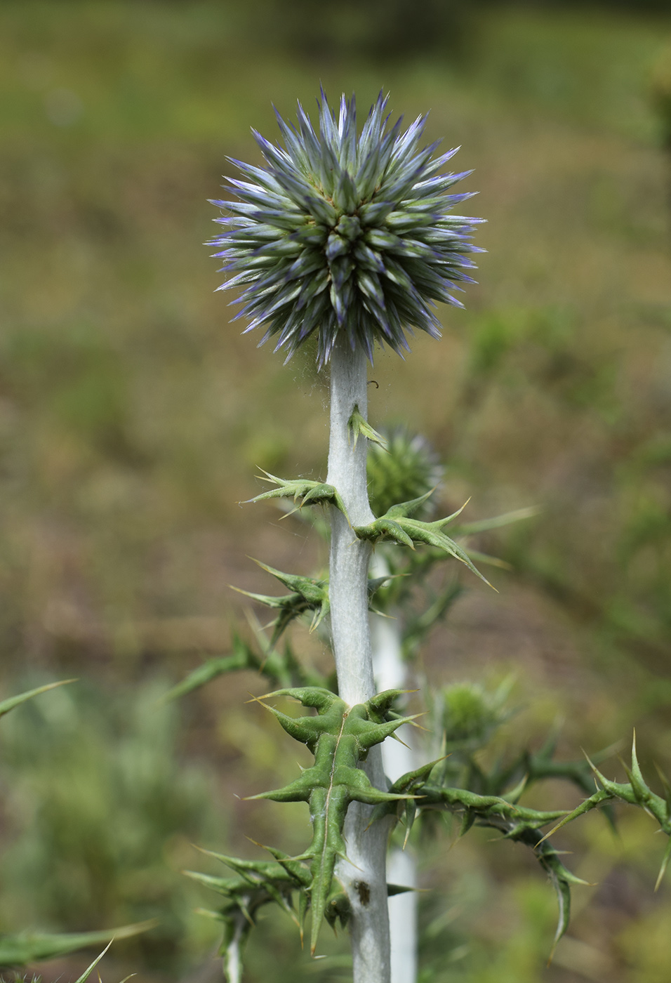 Изображение особи Echinops ritro.