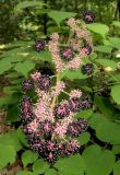 Aralia continentalis