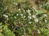 Asperula cretacea