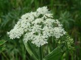 Heracleum dissectum. Соцветие с кормящимися жуками и пчелой. Иркутская обл., Иркутский р-н, р. Иркут, о. Беляева, луг с редкими кустарниками. 29.06.2020.