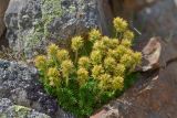 Saxifraga juniperifolia. Цветущее растение. Республика Северная Осетия-Алания, Алагирский р-н, Большой Кавказ, Цейский хребет, северный отрог г. Садонхох в р-не пер. Садон Верхний, ≈ 3400 м н.у.м., скальный выход. 04.07.2021.