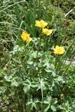 Trollius dschungaricus