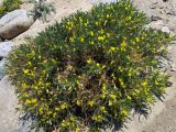 Astragalus lasiosemius