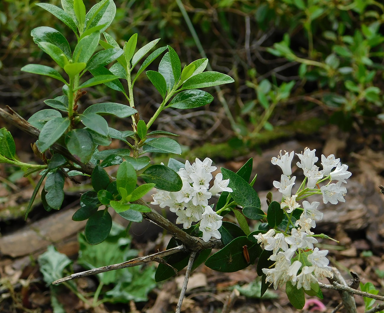 Изображение особи Rhododendron &times; intermedium.