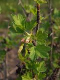 Grossularia reclinata. Часть цветущей ветви. Магаданская обл., окр. г. Магадан, заброшенный огород. 06.07.2023.