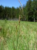 Carex elata