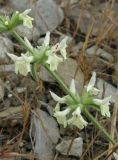 Stachys iberica. Часть соцветия. Крым, Ялта, Грузпорт. 29 мая 2012 г.