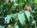 Kolkwitzia amabilis. Верхушка ветви с плодами. Южный берег Крыма, Никитский ботанический сад. 21 июля 2012 г.