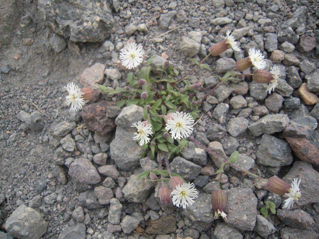 Image of Oberna lacera specimen.