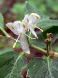 Lonicera xylosteum