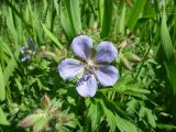 Geranium platyanthum