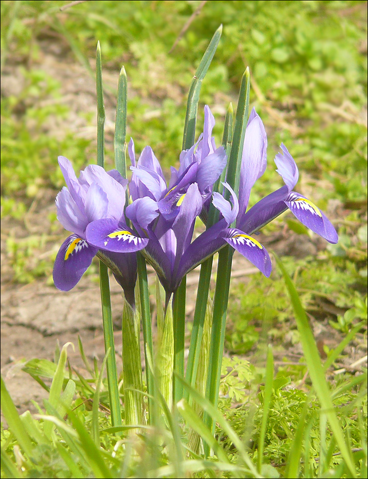 Изображение особи Iridodictyum reticulatum.