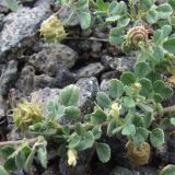 Medicago rigidula. Часть растения с цветками и плодами. Азербайджан, Талышские горы, Лерикский район, окрестности с. Госмалян. 29.05.2013.