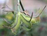 Nigella ciliaris