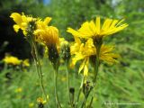 Hieracium umbellatum. Верхушки побегов с соцветиями. Беларусь, Гродненская обл., г. Новогрудок. 01.08.2013.